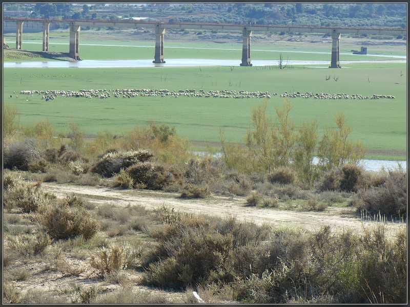 Pastwisko nad Ebro w Hiszpanii